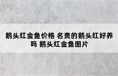 鹅头红金鱼价格 名贵的鹅头红好养吗 鹅头红金鱼图片